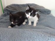 Fruhlings katzen. - Wipperfürth (Hansestadt)