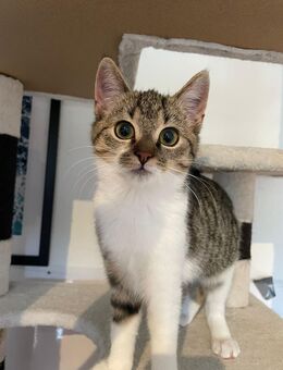 Nara - die Ballkönigin - Kleve (Nordrhein-Westfalen)