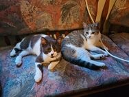 Hauskatzen - Kirchheimbolanden