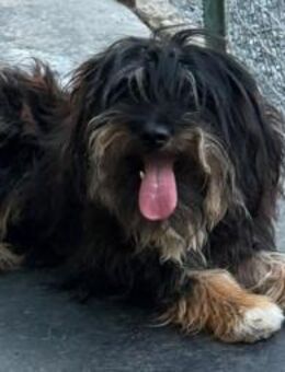 FIDO - 40 cm, anhänglich, aufgeschlossen - Weilheim (Oberbayern)