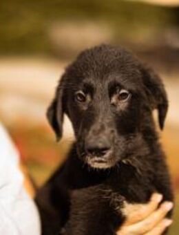 Welpe ♥Cosmo♥ charmanter Schäfi-Mix-Bub - Hamburg