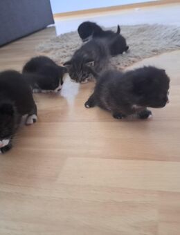 Kitten - Scheidegg