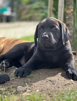 Labrador Welpen kurz vor dem Auszug ❣️ - Jülich