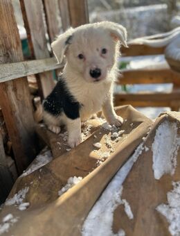 Border Collie Mischlings- Junghund..( Rüde) - Neukirch (Lausitz)