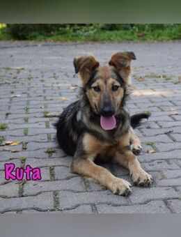 Ruta wissbegierig und gehorsam 1/25 RU - Ruppertsecken