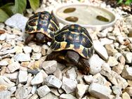 Griechische Landschildkröten testudo hermanni - Thyrnau