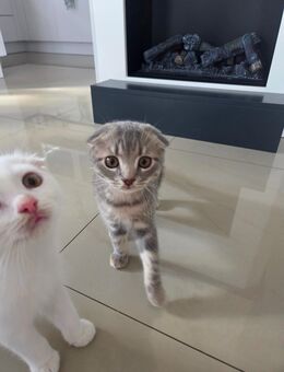 Katzenbabys - Berlin