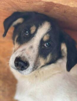 Armer TOBY sucht seine Familie - Neuberg