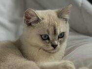 BKH Kater mit seinem Zubehör - Gelsenkirchen