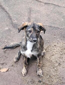 Lara, zartes Hundemädchen sucht Liebe - Langenhagen