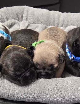 Französische Bulldogge Welpen - Ahaus