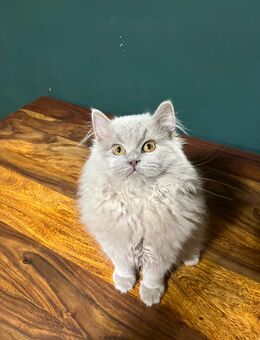 BLH Kater 4 Monate - Bremen