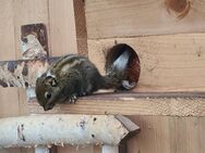 Baumstreifenhörnchen, männlich - Velpke