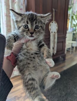 Süsse bunte Mix Katze, Maine coon,Perser, EKH - Kyritz