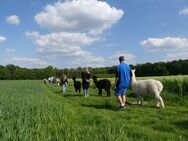 Alpaka-Sinnes-Tour / Auszeit vom stressigen Alltag / Münsterland - Telgte