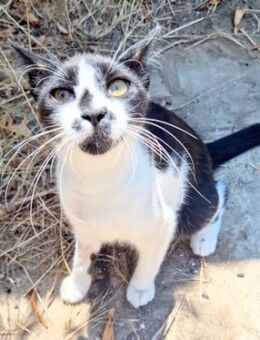 Junger, zutraulicher Kater Kolumbus - Karlsruhe