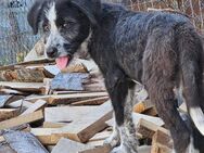 Liebe Paula, sucht ihre Familie - Leonberg (Baden-Württemberg)