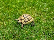 Biete Landschildkröten aus 2023 - Hebertsfelden