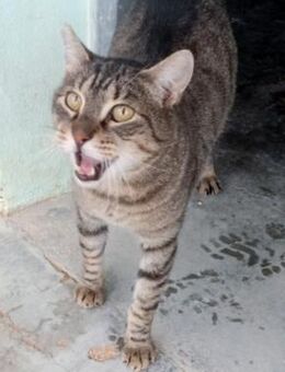 Liebevoller Kater Cádiz - Karlsruhe