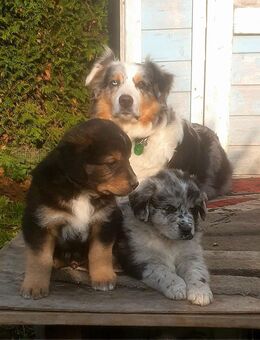 Australian Shepherd Goldenaussie Welpen abgabereit - Allenbach