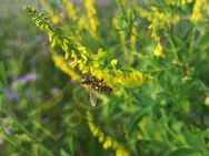 Gelber Steinklee Samen Honigklee Klee Bienen Honigklee Honig Klee Kleepflanze gelb viele kleine Blüten Bienenweide insektenfreundlich Insektenfreundlich - Pfedelbach