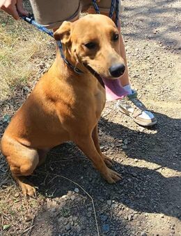 Labrador Mix Samira sucht ihre Familie! - Heinsberg