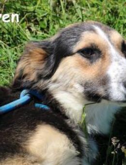 Arven Sucht ein Zuhause, ... - Kissing