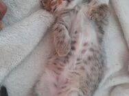 Katzen Mama + Katzen baby - Bottrop