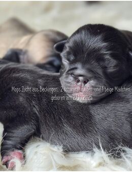 Mops Welpen mit Ahnentafel - Beckingen