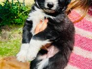 Australien Shepherd Hundewelpe Mix (Rüde) - Barkhagen