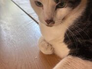 3 Katzen, Hauskatze, Hauskatzen, Katze - Itzehoe