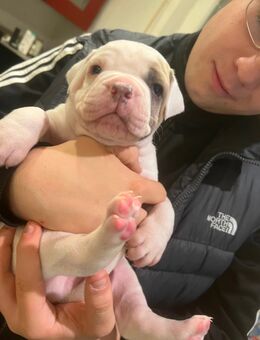 Bullys❤️ - Loxstedt