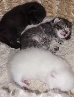 süße reinrassige Britisch Kurzhaar Kitten - Gießen