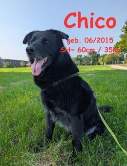 Chico sucht DRIGEND ein neues Zuhause - Rinteln
