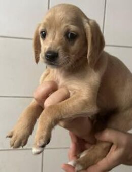 Welpenbub BUDDY sucht sein Glück - Sulzfeld (Baden-Württemberg)