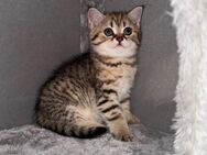 BKH Kitten zum Abgeben - Neumünster