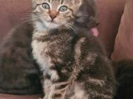 Bkh Mix Kitten - Wangerland