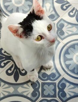 Junger, fröhlicher Kater Lisboa - Karlsruhe