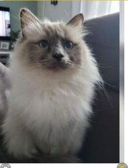 Heilige birma weibchen - Reutlingen