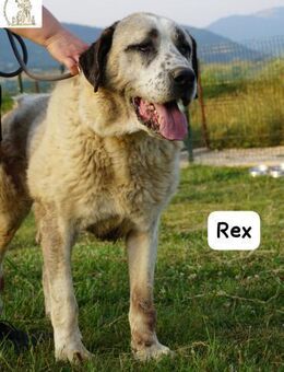 Rex die sanfte Treue eines ... - Kissing