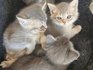 BKH Baby Kitz Mix - Wandlitz