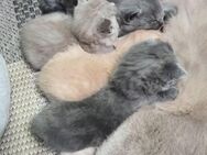 BHK kitten reservierung - Krefeld