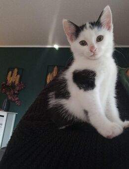 Mischlings-Kitten - Iserlohn