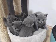 Reinrassige Britisch Kurzhaar BKH Kitten - Veitsbronn