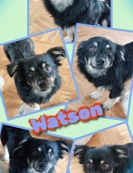 Watson wartet in 91278 Pottenstein! - Nürnberg