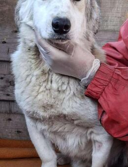 Verzweifelter, trauriger Junghund Frodo - Koblenz