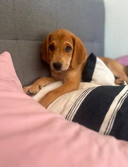🐾 Süße Welpin Mary sucht ein liebevolles Zuhause! 🐶❤️ - Leonberg (Baden-Württemberg)