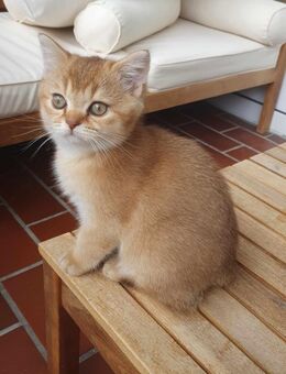 Wunderschönes Gold Bkh kitten - Oldenburg