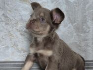 Französische bulldogge Welpen - Übach-Palenberg