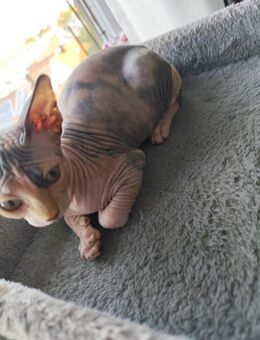Sphynx waibchen Baby kitten - Fellbach Zentrum